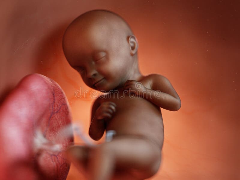 Black Fetus Stock Illustrations 2 510 Black Fetus Stock Illustrations Vectors Clipart Dreamstime