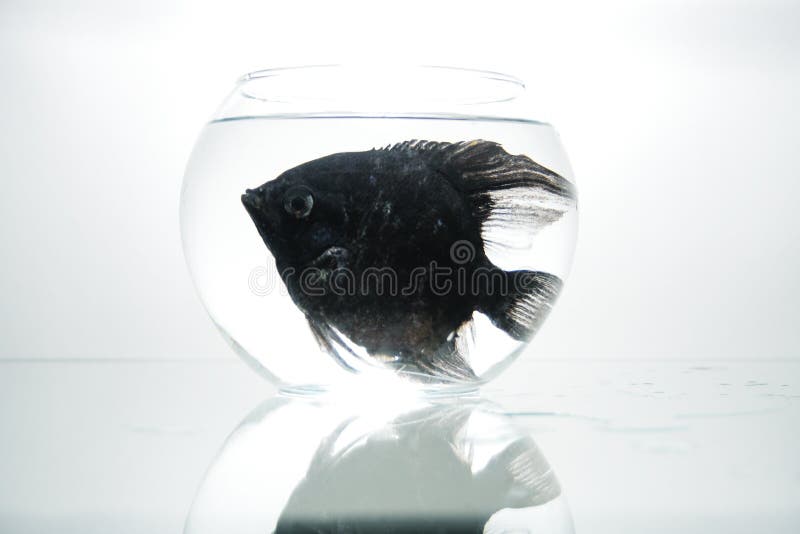 Black fish in aquarium stock image. Image of animal, refraction 7281589