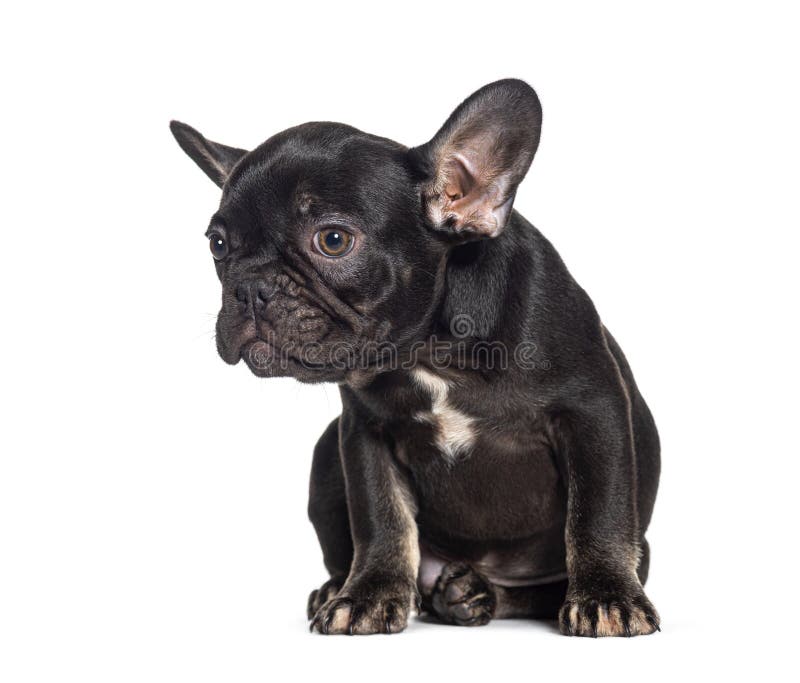 Pug Puppy and French Bulldog Puppy, 8 Weeks Old Stock Photo - Image of ...