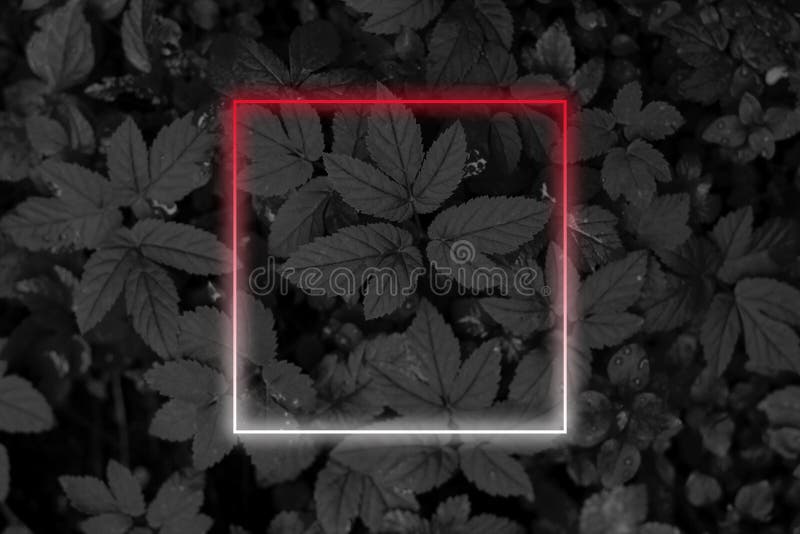 black floral background with square neon frame