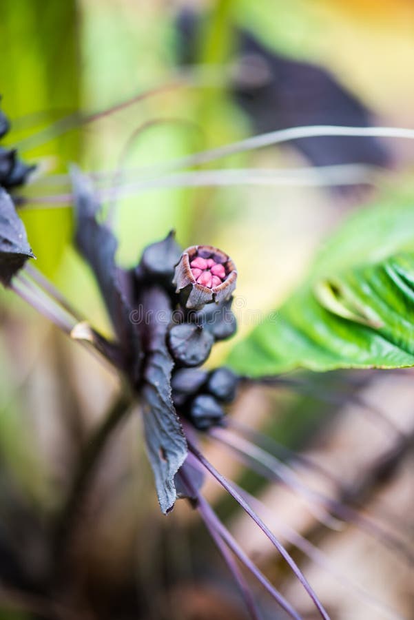 Black Flower in forest stock image. Image of dark, peace 173309603