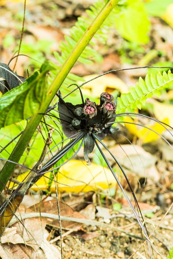 Black Flower in forest stock image. Image of love, black 186143529