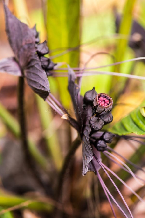 Black Flower in forest stock image. Image of bunch, love 213599959