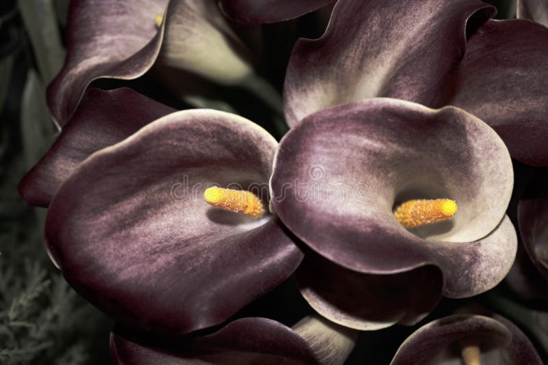 Black flowers stock image. Image of equal, color, floral 9183159