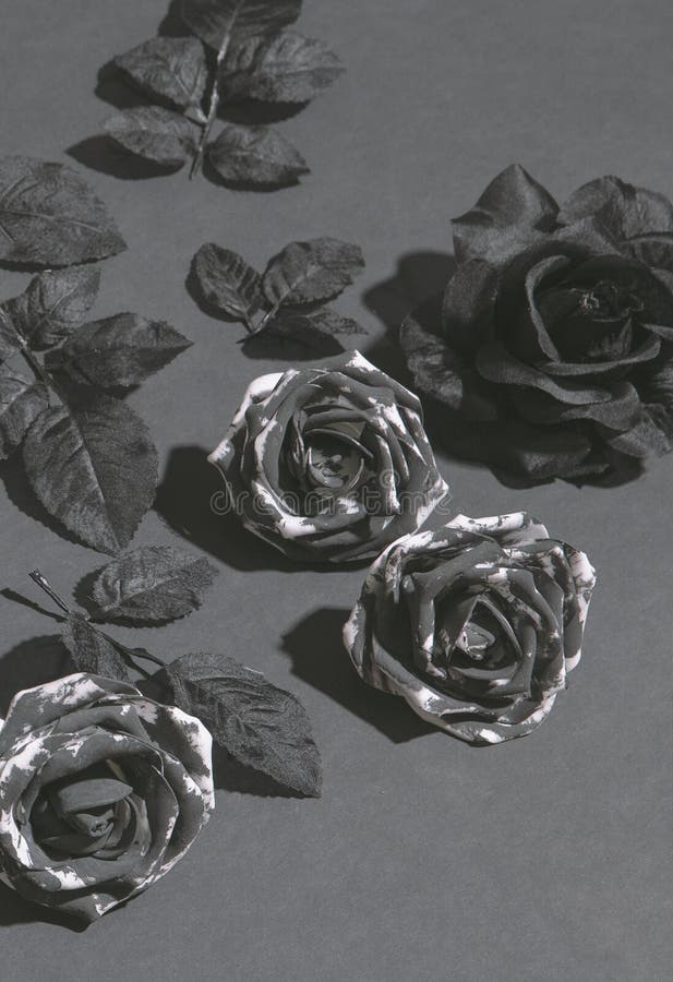 Hoa hồng đen: Nếu bạn đang tìm kiếm một loại hoa đầy cảm xúc và lạ mắt, hoa hồng đen chính là sự lựa chọn hoàn hảo. Màu sắc thần bí, độc đáo của chúng sẽ khiến bạn say mê ngay từ lần nhìn đầu tiên.