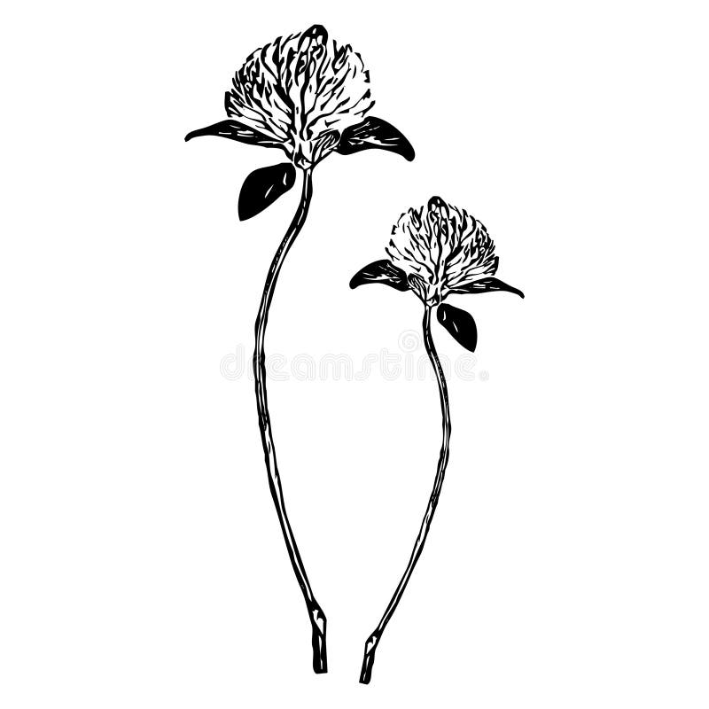 Black Flowers on a White Background. Vector Illustration Stock Vector