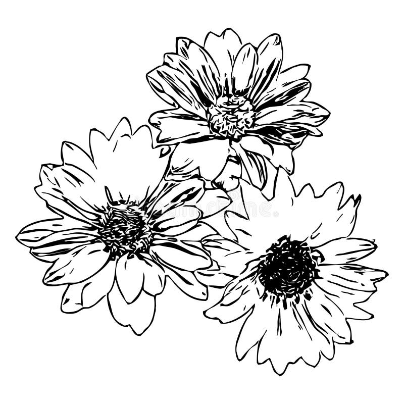 Black Flowers on a White Background. Vector Illustration Stock Vector