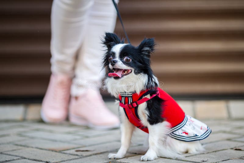 A Black Fluffy White, Long-haired Funny Dog with Emale Sex with Larger Eyes the Chihuahua Breed, Dressed in Red Knitted Dress. the Stock Photo - Image of coarse, black: 114248146 A Black Fluffy White, Long-haired Funny Dog with Emale Sex with Larger Eyes the Chihuahua Breed, Dressed in Red Knitted Dress. the Stock Photo - Image of coarse, black: 114248146