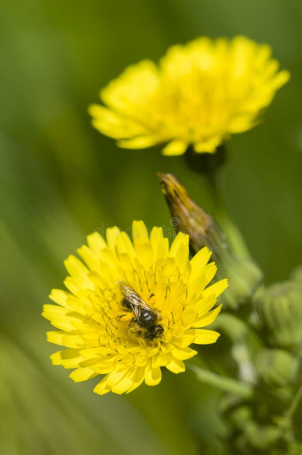 Black fly on dandelion stock photo. Image of flower, plant 30376804