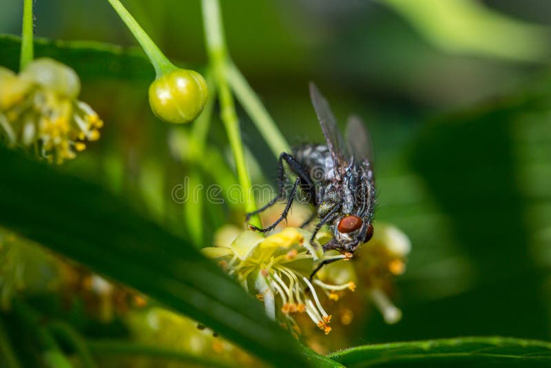 Black Fly Feeds on a Nectar of Flowers of Linden Tree Stock Image