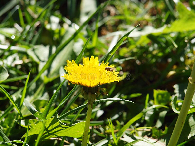 Black fly on flower royalty free stock photos