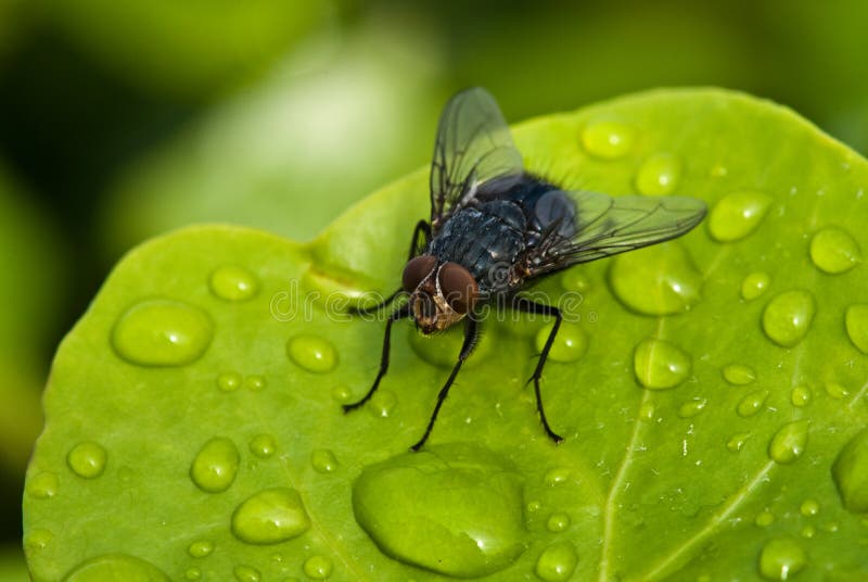 Black Fly over a Green Leaf with Water Drops