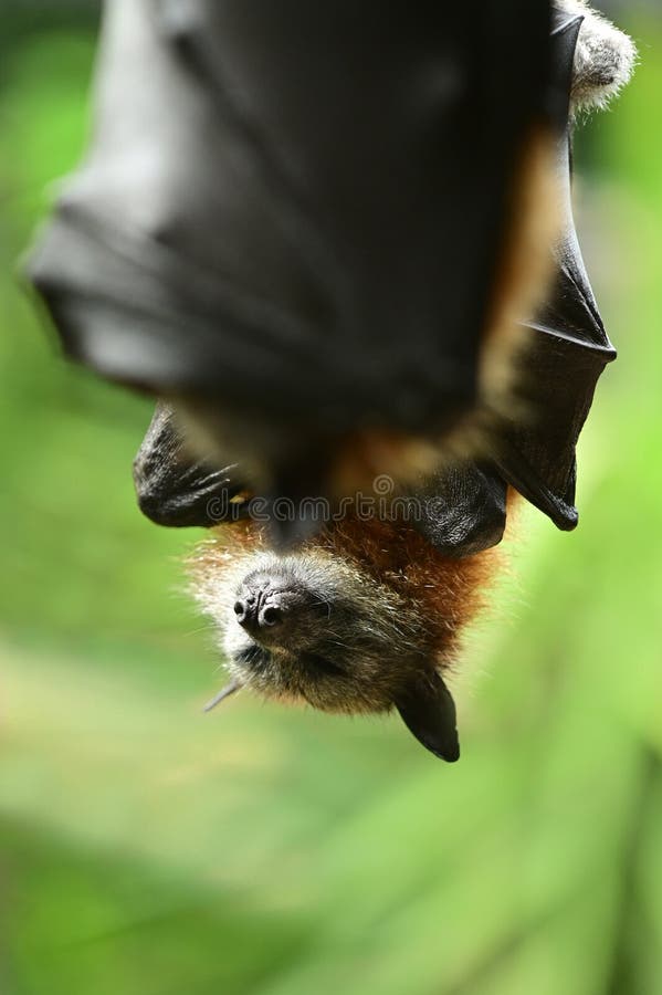 Black flying fox fruit bat stock image. Image of exotic 207508921