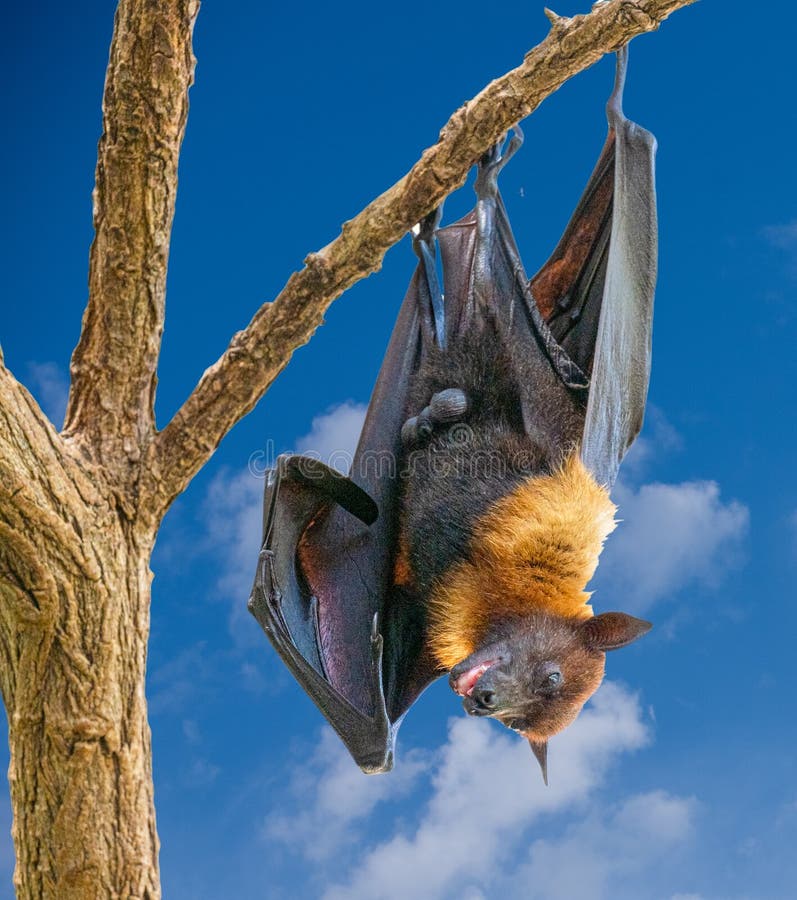Black Flyingfoxes Pteropus Alecto Hanging in a Tree. Wilhelma
