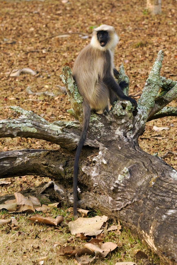 The black-footed gray langur (Semnopithecus hypoleucos), a large male sitting on the remains of a tree in a dry tropical forest. Semnopithecus hypoleucos stock images, royalty-free photos and pictures
