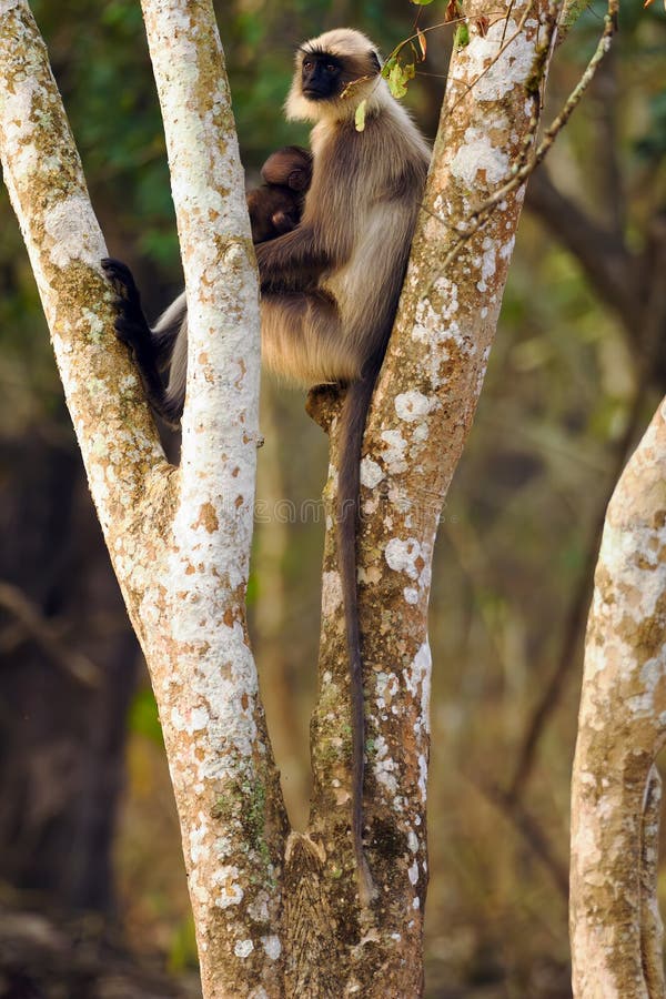 The black-footed gray langur (Semnopithecus hypoleucos), mother and young sitting in the fork of a tropical tree in a dry deciduous forest. Semnopithecus hypoleucos stock images, royalty-free photos and pictures