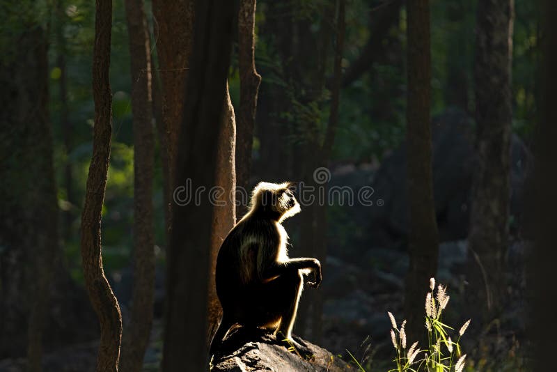 The black-footed gray langur (Semnopithecus hypoleucos) is an Old World monkey, one of the species of langurs. Found in southern India, this, like other gray langurs, is a leaf-eating monkey. Semnopithecus hypoleucos stock images, royalty-free photos and pictures