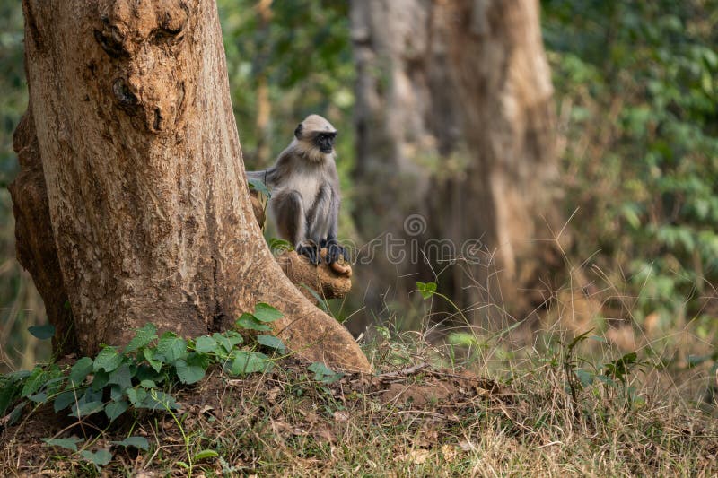 Black-footed Langur - Semnopithecus hypoleucos, beautiful popular primate from South Asian forests and woodlands, Nagarahole Tiger Reserve, India. Semnopithecus hypoleucos stock images, royalty-free photos and pictures