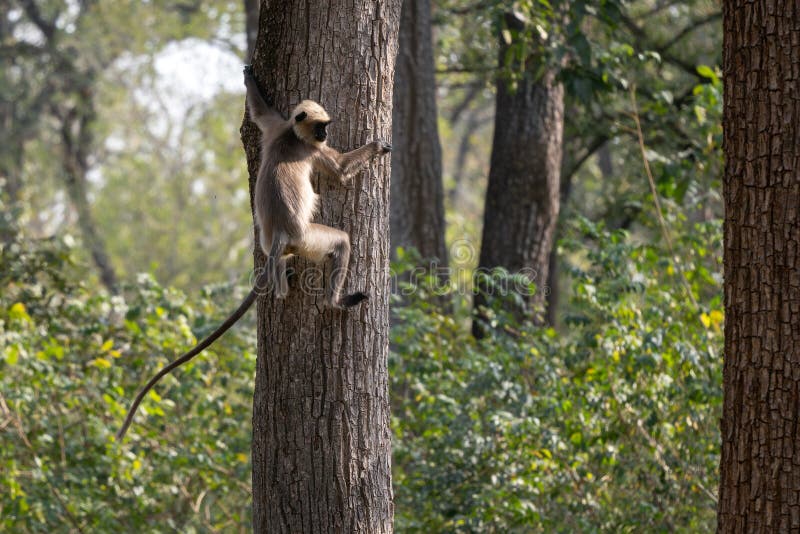 Black-footed Langur - Semnopithecus hypoleucos, beautiful popular primate from South Asian forests and woodlands, Nagarahole Tiger Reserve, India. Semnopithecus hypoleucos stock images, royalty-free photos and pictures