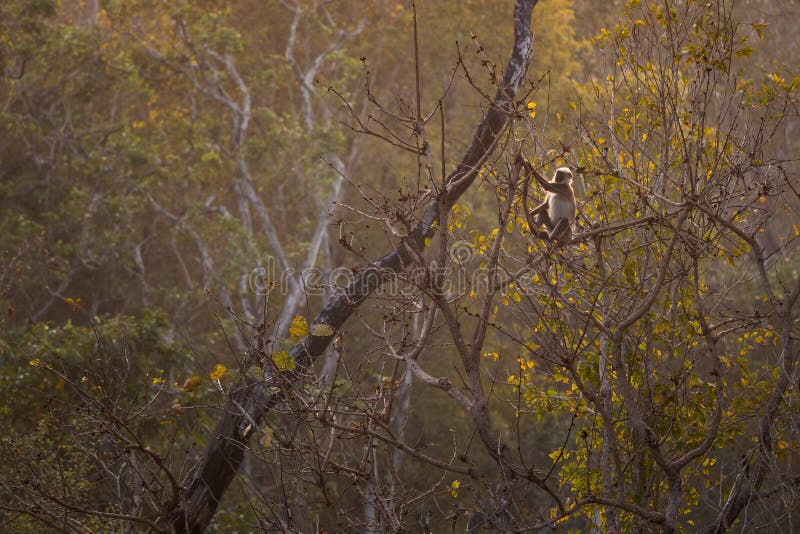 Black-footed Langur - Semnopithecus hypoleucos, beautiful popular primate from South Asian forests and woodlands, Nagarahole Tiger Reserve, India. Semnopithecus hypoleucos stock images, royalty-free photos and pictures