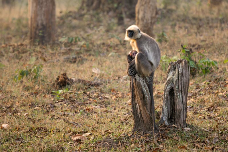 Black-footed Langur - Semnopithecus hypoleucos, beautiful popular primate from South Asian forests and woodlands, Nagarahole Tiger Reserve, India. Semnopithecus hypoleucos stock images, royalty-free photos and pictures