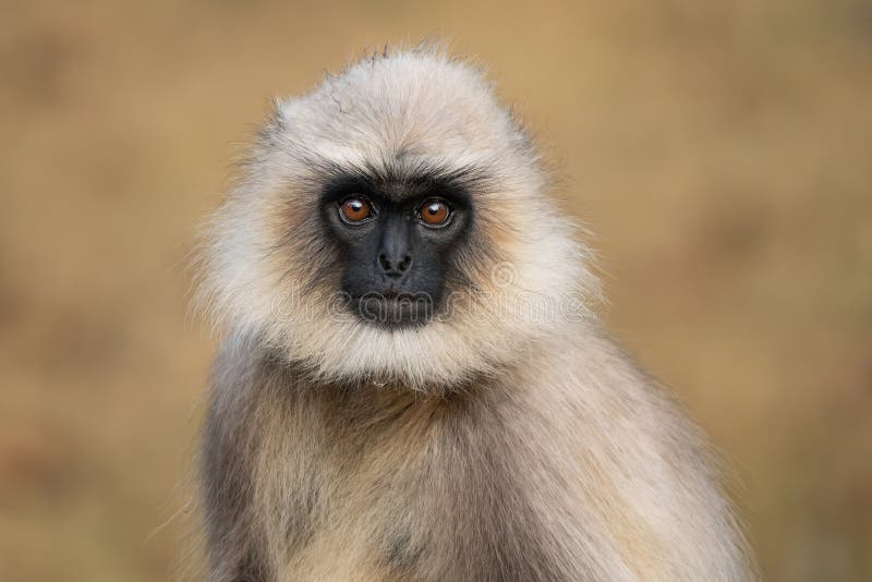 Black-footed Langur - Semnopithecus hypoleucos, beautiful popular primate from South Asian forests and woodlands, Nagarahole Tiger Reserve, India. Semnopithecus hypoleucos stock images, royalty-free photos and pictures