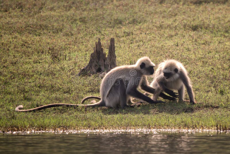 Black-footed Langur - Semnopithecus hypoleucos, beautiful popular primate from South Asian forests and woodlands, Nagarahole Tiger Reserve, India. Semnopithecus hypoleucos stock images, royalty-free photos and pictures