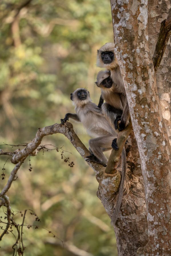 Black-footed Langur - Semnopithecus hypoleucos, beautiful popular primate from South Asian forests and woodlands, Nagarahole Tiger Reserve, India. Semnopithecus hypoleucos stock images, royalty-free photos and pictures