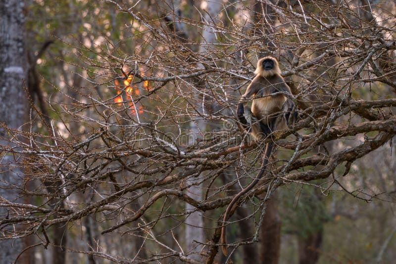 Black-footed Langur - Semnopithecus hypoleucos, beautiful popular primate from South Asian forests and woodlands, Nagarahole Tiger Reserve, India. Semnopithecus hypoleucos stock images, royalty-free photos and pictures