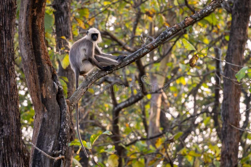 Black-footed Langur - Semnopithecus hypoleucos, beautiful popular primate from South Asian forests and woodlands, Nagarahole Tiger Reserve, India. Semnopithecus hypoleucos stock images, royalty-free photos and pictures