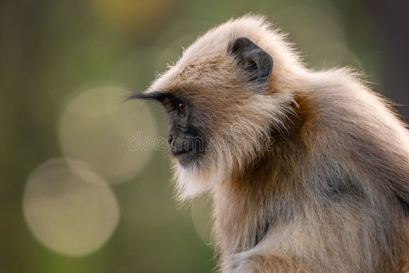 Black-footed Langur - Semnopithecus hypoleucos, beautiful popular primate from South Asian forests and woodlands, Nagarahole Tiger Reserve, India. Semnopithecus hypoleucos stock images, royalty-free photos and pictures