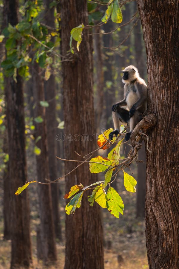 Black-footed Langur - Semnopithecus hypoleucos, beautiful popular primate from South Asian forests and woodlands, Nagarahole Tiger Reserve, India. Semnopithecus hypoleucos stock images, royalty-free photos and pictures