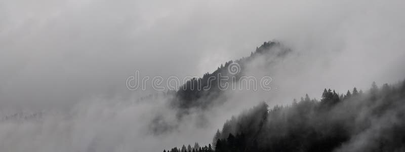 Black Forest Background Banner - Moody Forest Landscape Panorama with Fog  Mist and Fir Trees in the Foggy Morning Dawn Stock Image - Image of  background, dark: 230675393