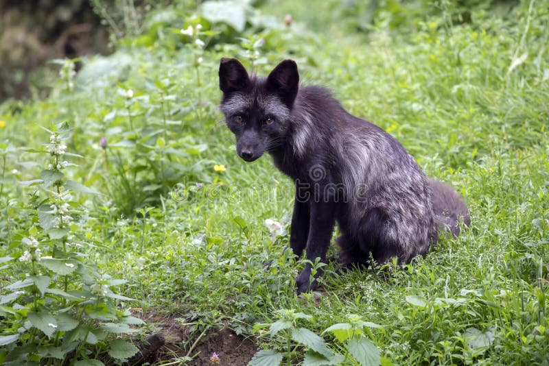 Black fox stock image. Image of animal, black, canine 123379305