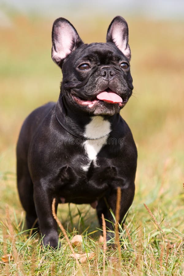 Black French Bulldog stock photo. Image of animal, purebred - 12594956
