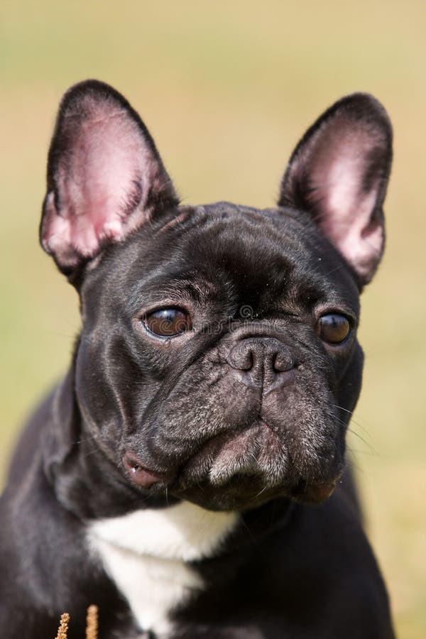 Black French Bulldog stock photo. Image of animal, purebred 12594956