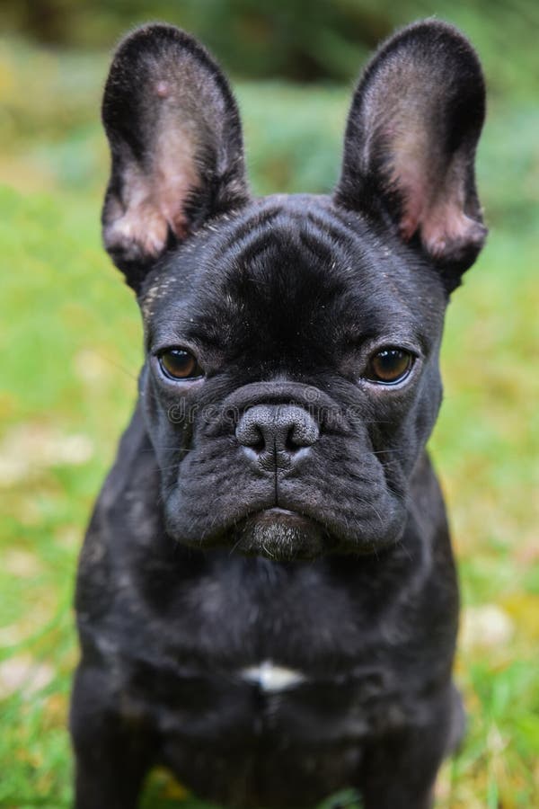 Black French bulldog puppy stock photo. Image of