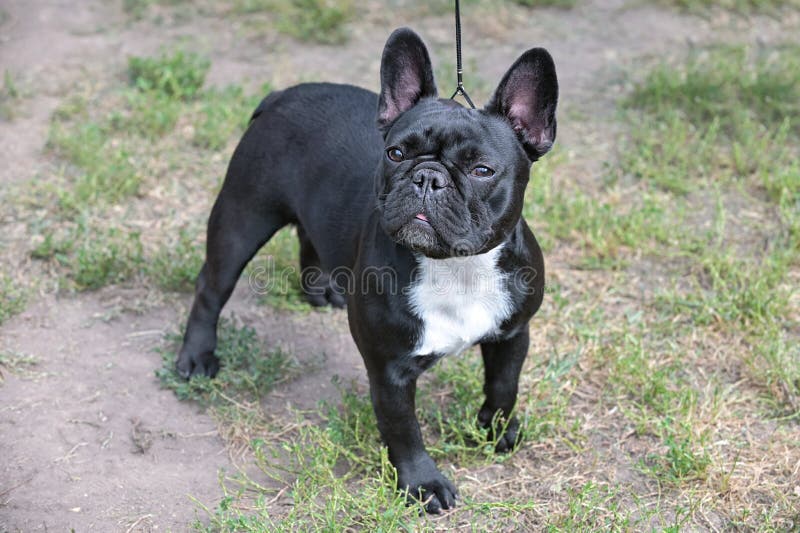 29+ French Bulldog Chest Pic - Bleumoonproductions