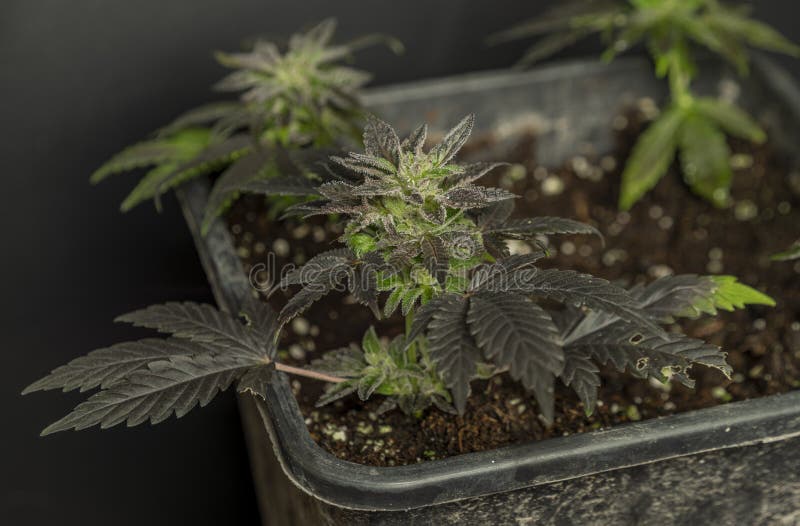 Black French Cookies-Vielfalt von reifen Marihuana-Blüten aus Gewächshaus stockfotos Black French Cookies-Vielfalt von reifen Marihuana-Blüten aus Gewächshaus stockfotos
