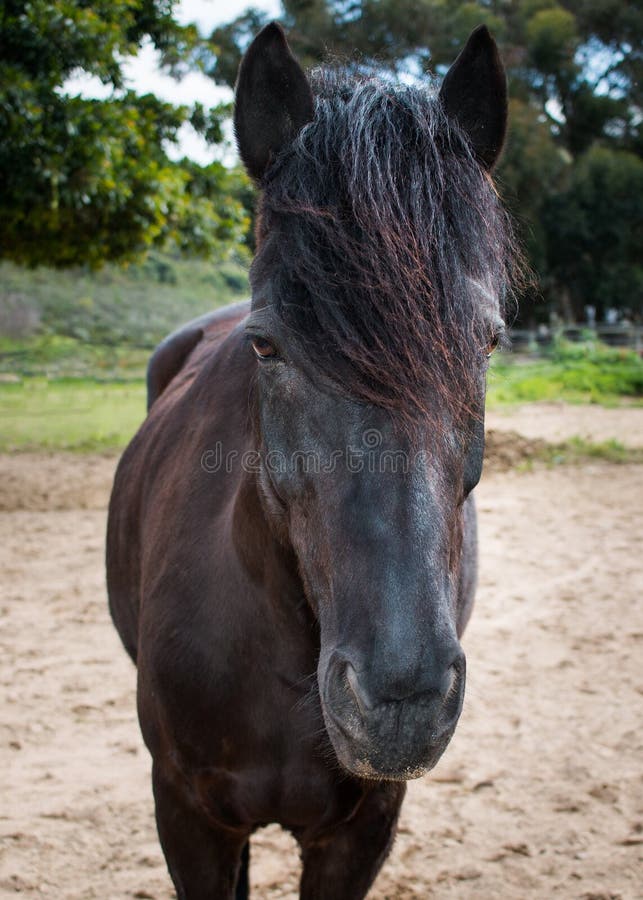 Black Friesian cross horse standing outdoors royalty free stock photography Black Friesian cross horse standing outdoors royalty free stock photography