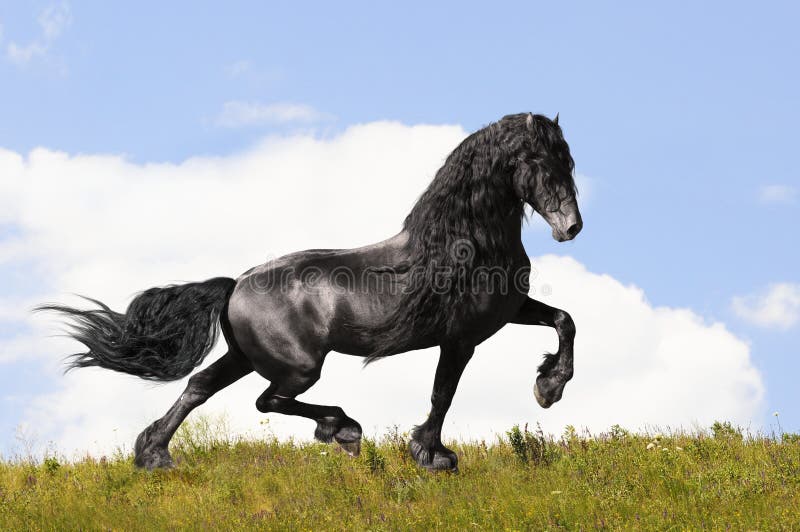 Black friesian horse on the meadow