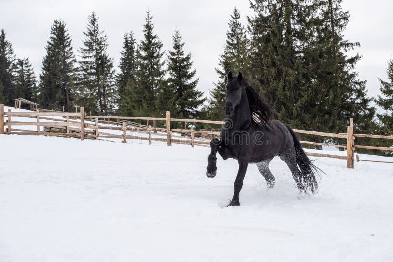 Black Frisian horse running on manege in Romanian countryside farm royalty free stock images Black Frisian horse running on manege in Romanian countryside farm royalty free stock images