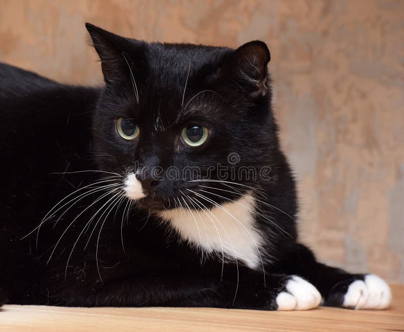 Black Cat with a White Spot on the Face Stock Image Image of