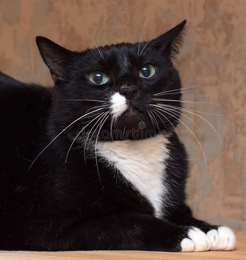 Black Cat with a White Spot on the Face Stock Image - Image of curious