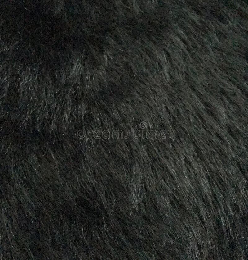 413,591 Black Fur Stock Photos - Free & Royalty-Free Stock Photos from  Dreamstime