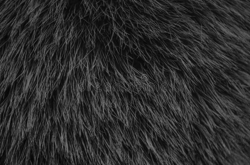 Black fur Stock Photos, Royalty Free Black fur Images