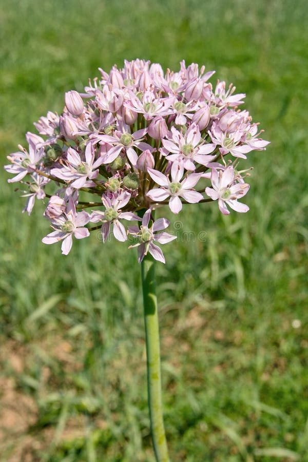 Black garlic flower stock photo. Image of liliaceae, onion 19567046
