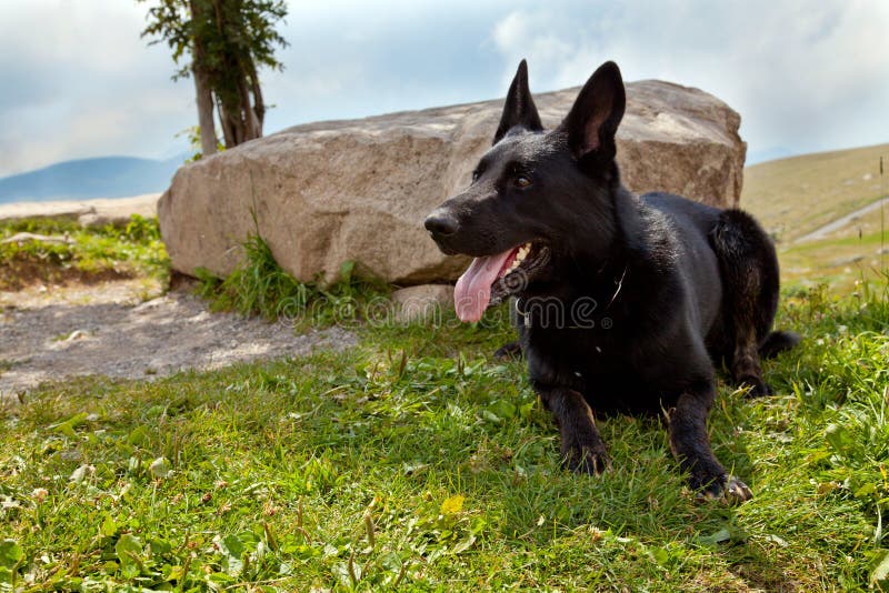 Black German Shepherd stock image. Image of shepherd 73174047