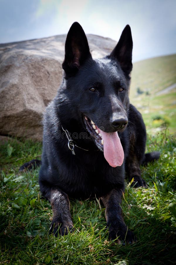 Black German Shepherd stock photos
