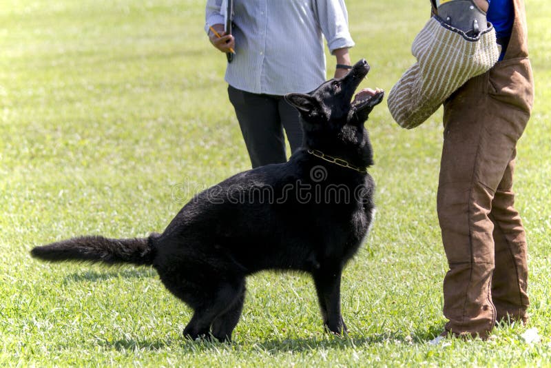 Black German Shepherd In Attack Training stock photography